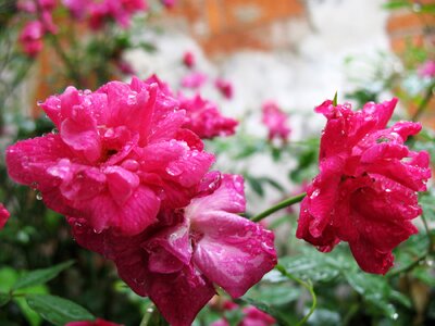 Roses pink beautiful