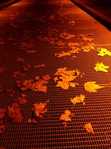 Leaf autumn plant