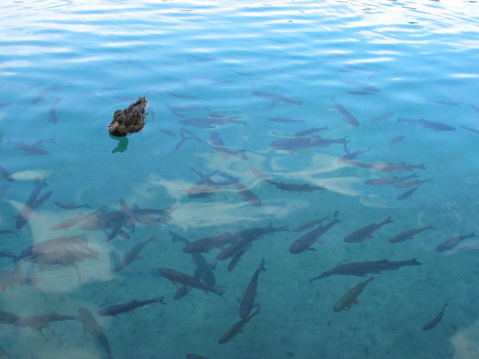 Fish depths peace of mind