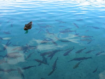 Fish depths peace of mind