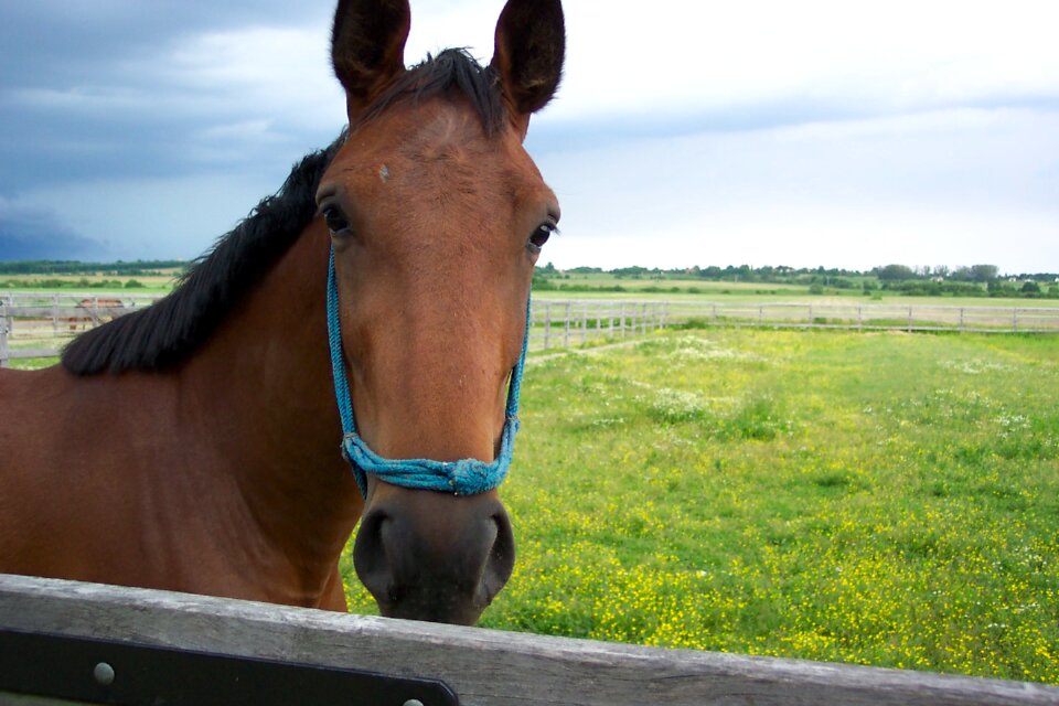 Animal horses animals