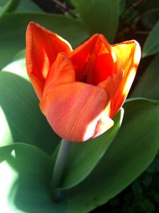 Flower tulips nature