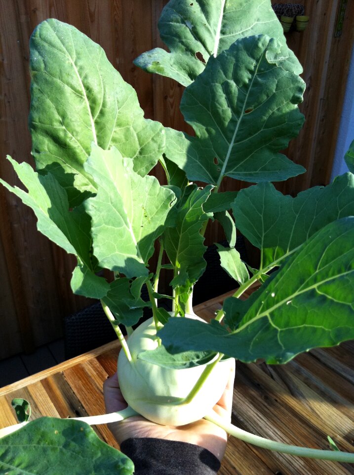 Cook leaf garden
