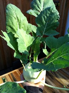 Cook leaf garden