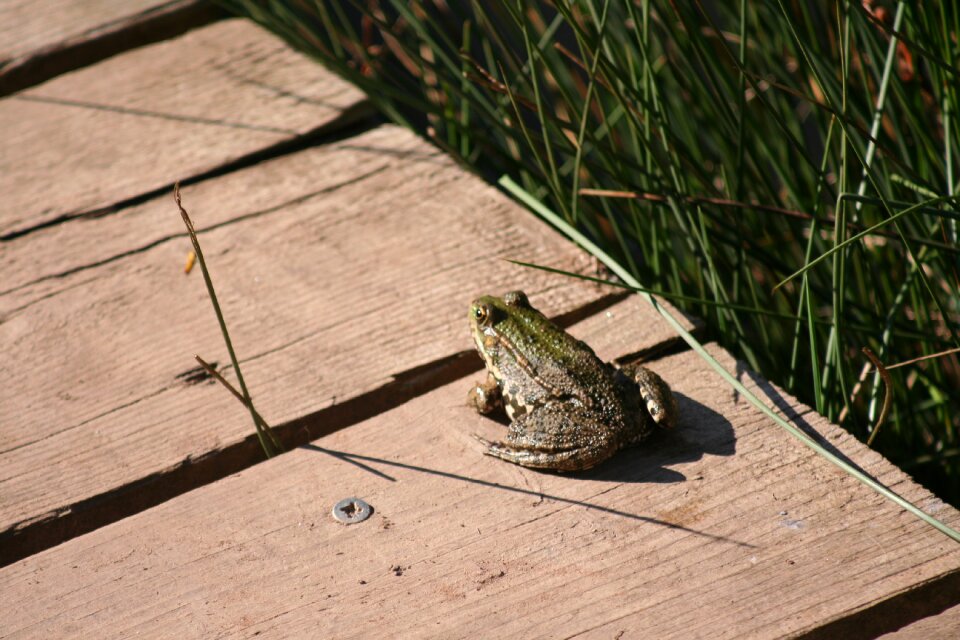 Toad pontoon amphibian
