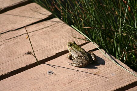 Toad pontoon amphibian
