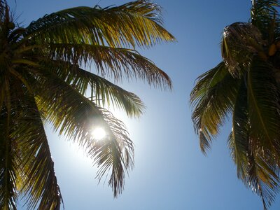 Sun palm trees sky photo