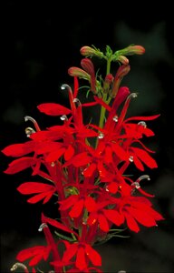 Plant stem petals photo