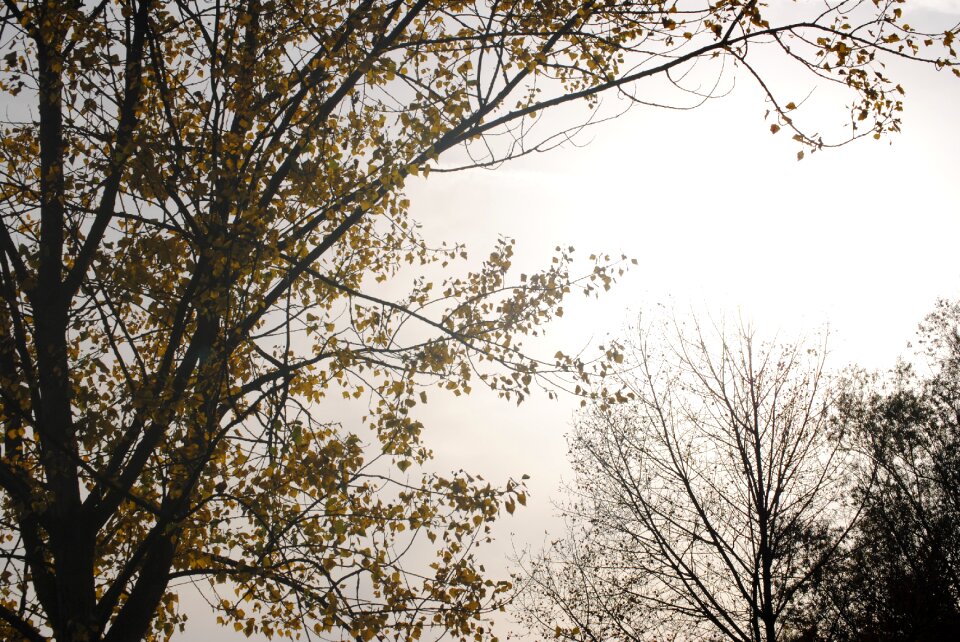 Colourless tree nature
