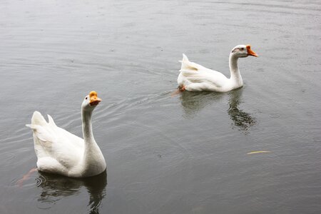 Pond animal water