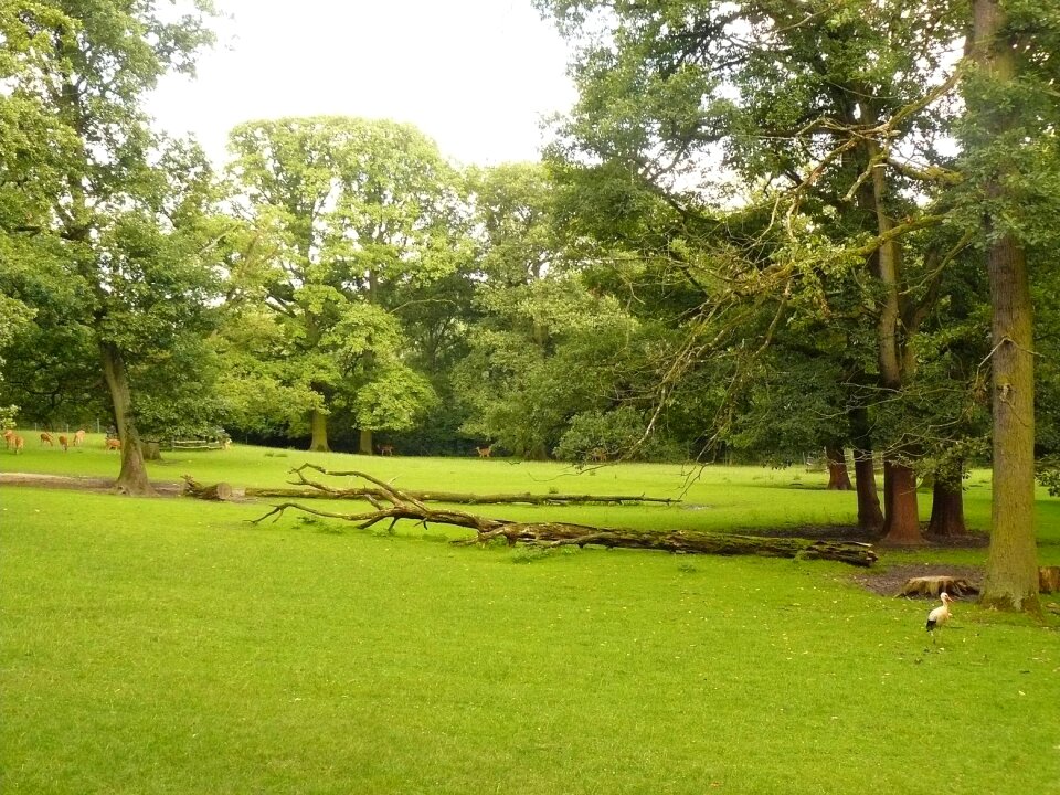 Forest trees woods