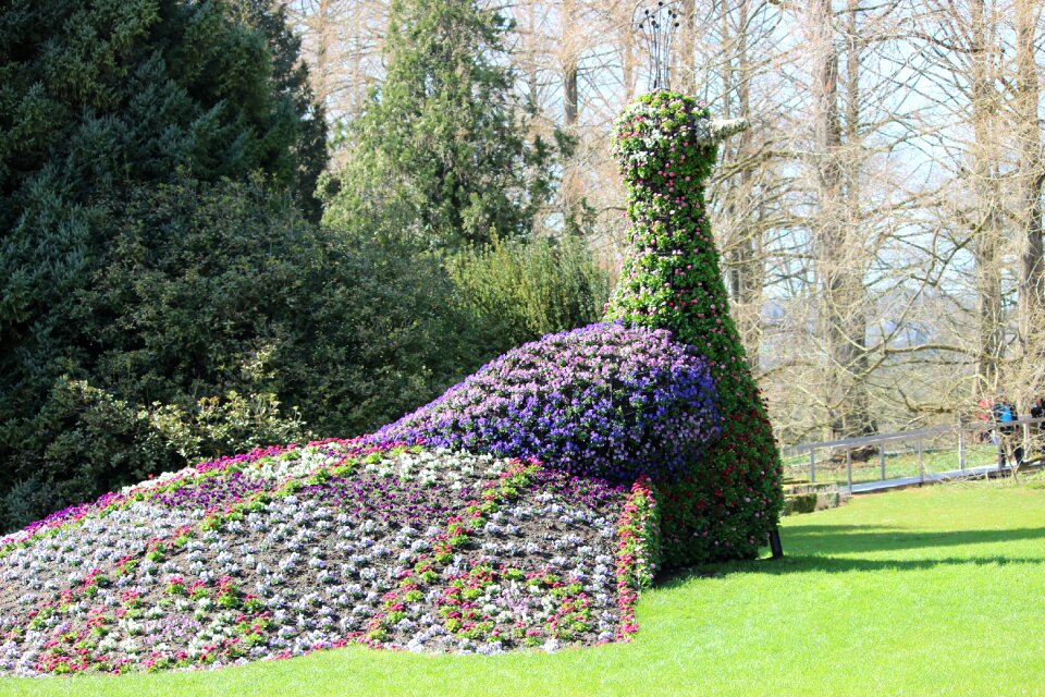 Blue mainau island purple