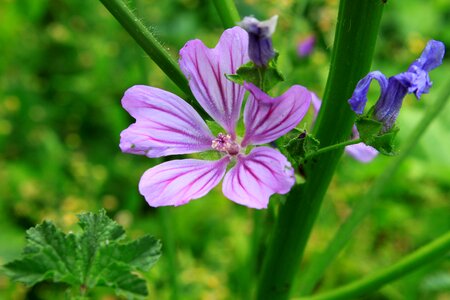 Mauve purple sylvestris