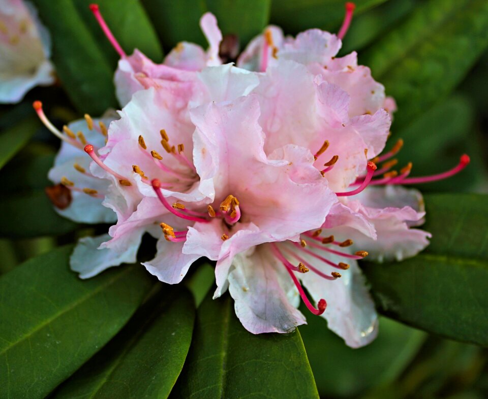 Azalea nature spring