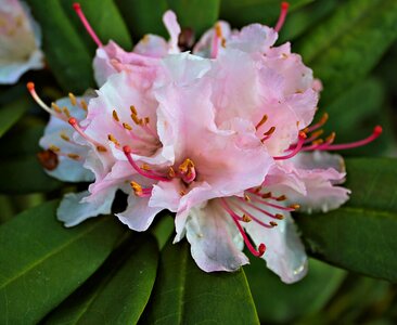 Azalea nature spring