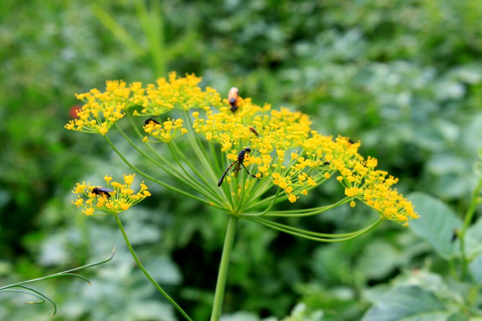 Flowers graveolens herbs