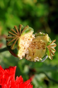 Papaver poppy pods photo