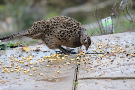 Food nature wild