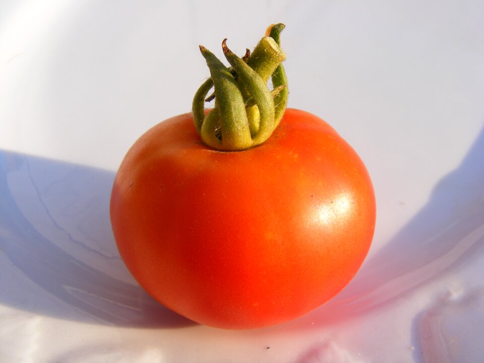 Tomatoes red tomato