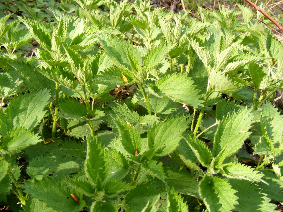 Stinging nettle green