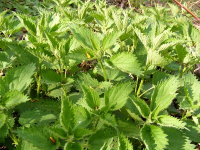 Stinging nettle green