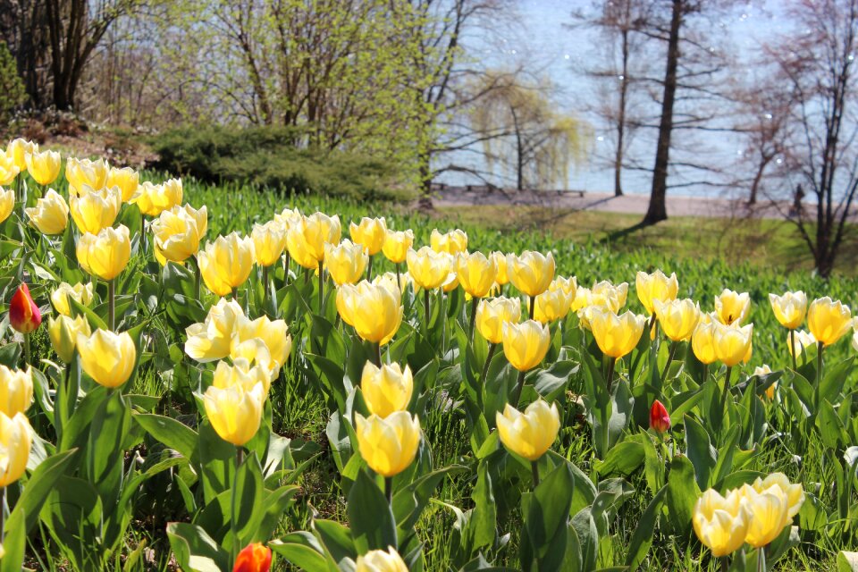 Yellow flowers nature