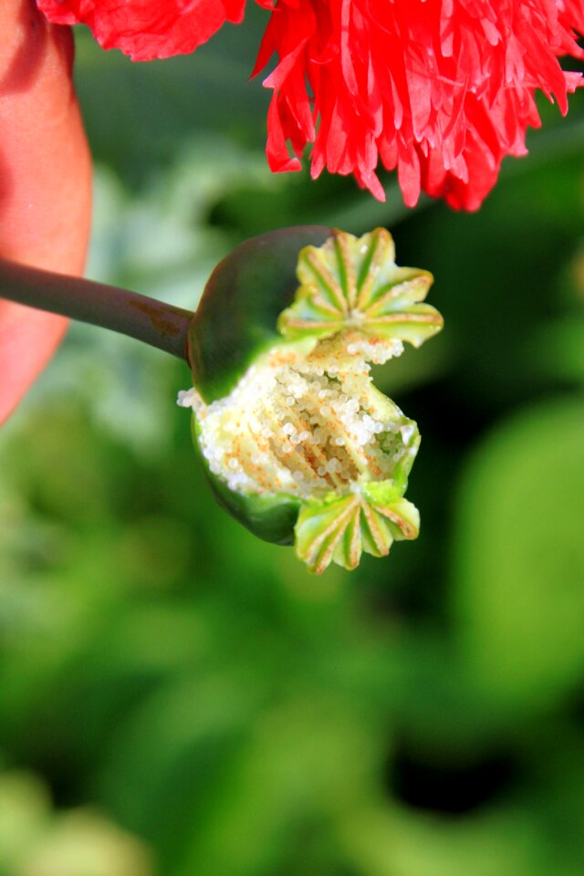 Papaver poppy pods