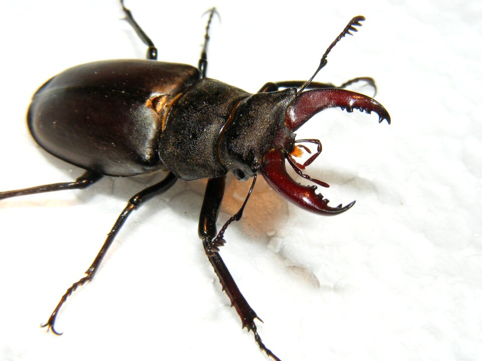 Beetle lucanus cervus