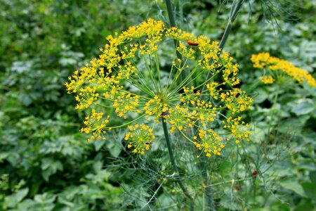 Flowers graveolens herbs photo