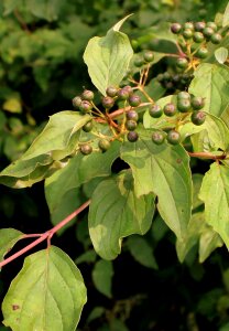 Leaves raw sanguinea