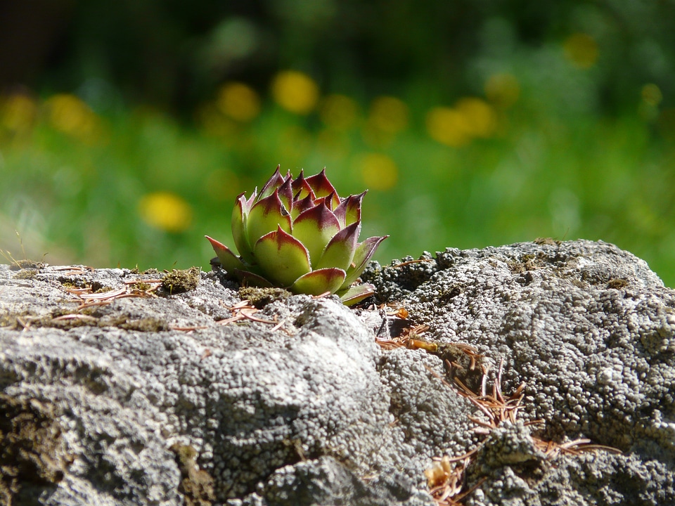 Ordinary house turmeric sempervivum tectorum alpine houseleek