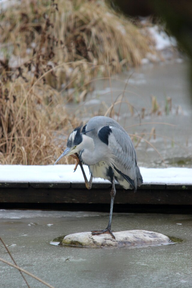 Eastern plumage water