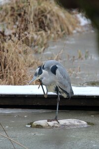 Eastern plumage water
