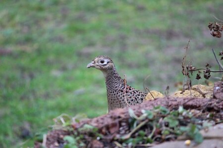 Phasianus colchicus species plumage