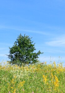 Lonely sky tree photo