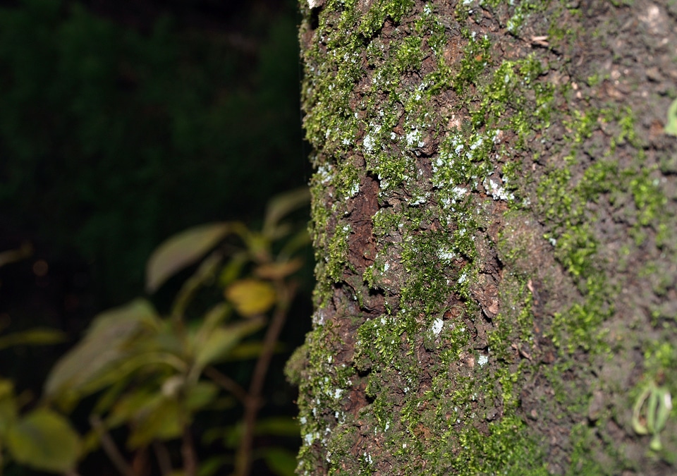 Forest tree moss