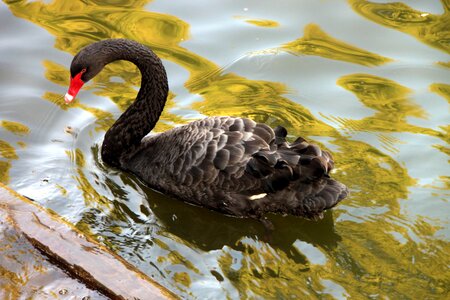 Lake swan swimming