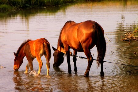 Foal horse mare