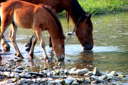 Foal horse mare photo