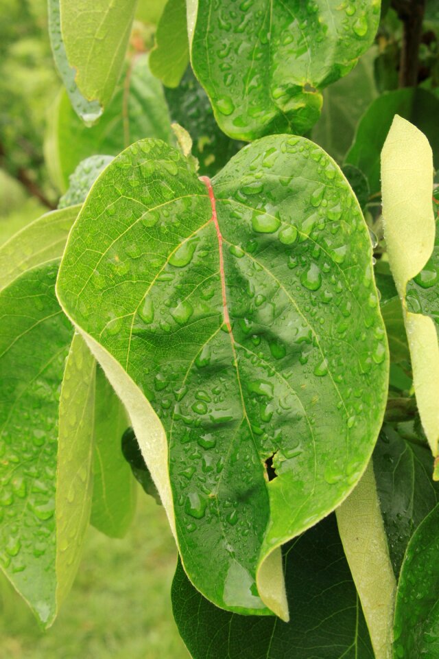 Leaves quince rain