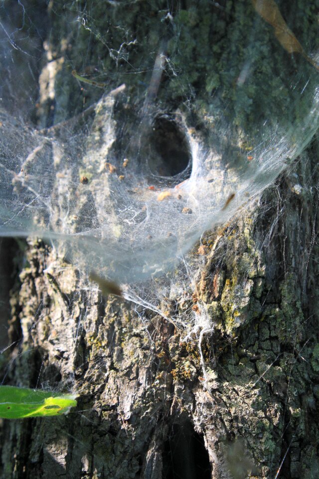 Tunnel web insects
