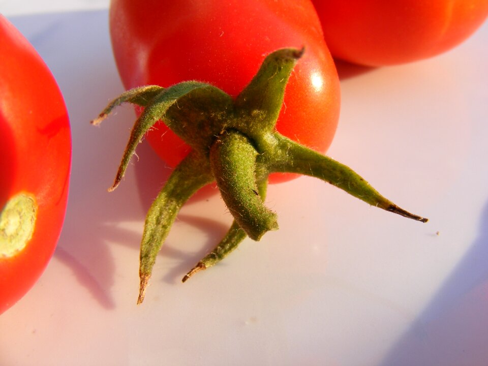 Tomatoes red tomato