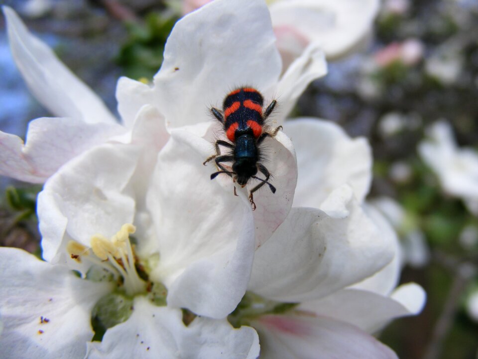 Bee apple flowers