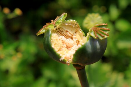 Papaver poppy pods photo