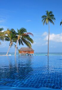 Maldives ocean palm trees photo