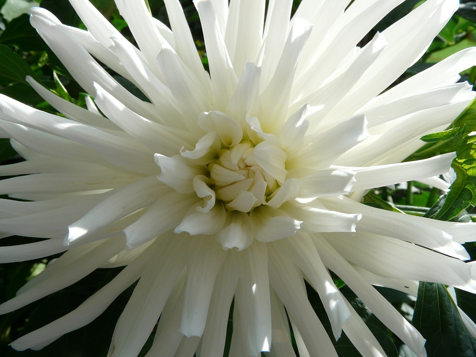 Flower blossom bloom