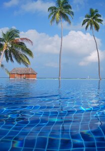Maldives ocean palm trees