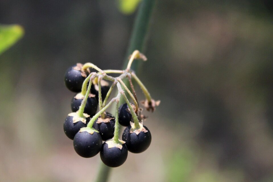 Poisonous solanum wild