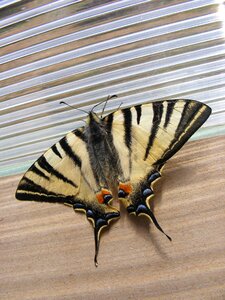 Iphiclides podalirius coada