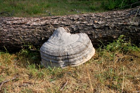 Tinder trees mushroom fungi photo
